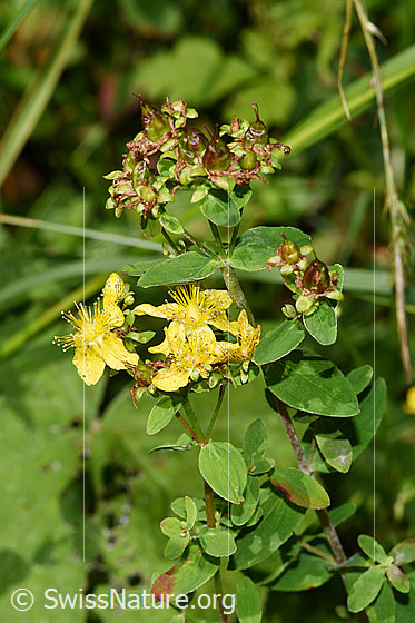 Photo: Hypericum maculatum. Blossoms.