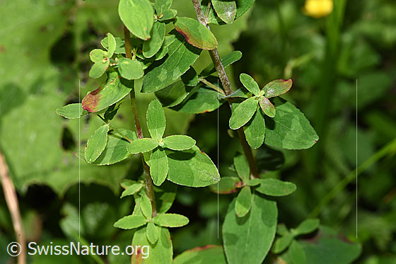 Photo: Hypericum maculatum. Leaves and stem.