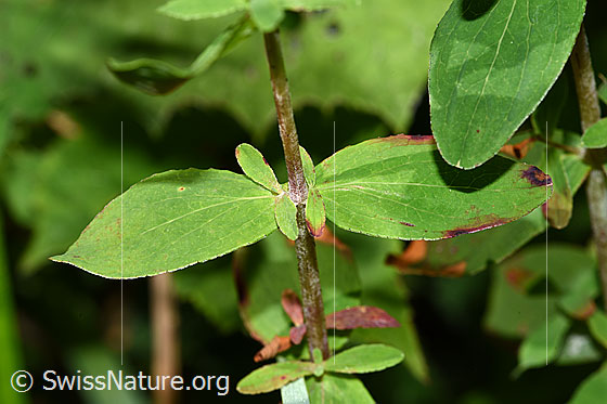 Photo: Hypericum maculatum. Leaves and stem.