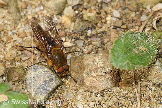 Foto: Gewöhnliche Stilettfliege (Thereva nobilitata). Länge 9 - 13mm. Männchen. Ansicht von schräg oben.