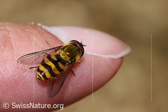 Foto: Behaarte Schwebfliege (Syrphus torvus). Flügel halb geöffnet. Ansicht von oben.
