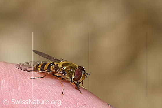 Behaarte Schwebfliege (Syrphus torvus)
