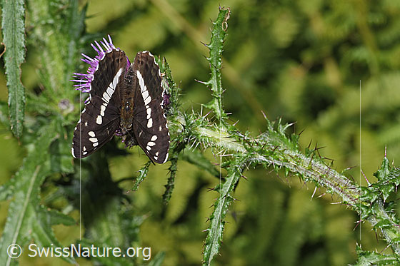 Photo: Limenitis camilla on Cirsium palustre). Wing half open. View from above.