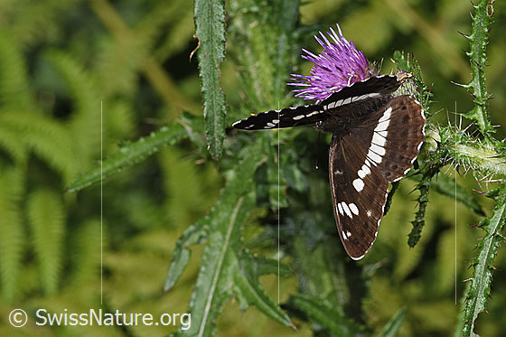 Photo: Limenitis camilla auf Sumpf-Kratzdistel (Cirsium palustre). Wings half open. View from diagonally above.