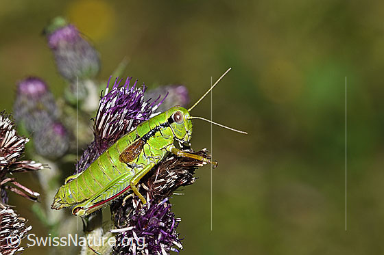 Photo: Miramella alpina on Cirsium palustre. Length 22mm. Female. View from the side.