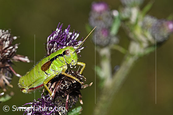 Photo: Miramella alpina on Cirsium palustre. Length 22mm. Female. View diagonally from the front.