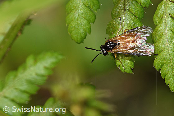 Foto: Wahrscheinlich Athalia circularis (Echte Blattwespe). Länge 7mm. Ansicht von oben.