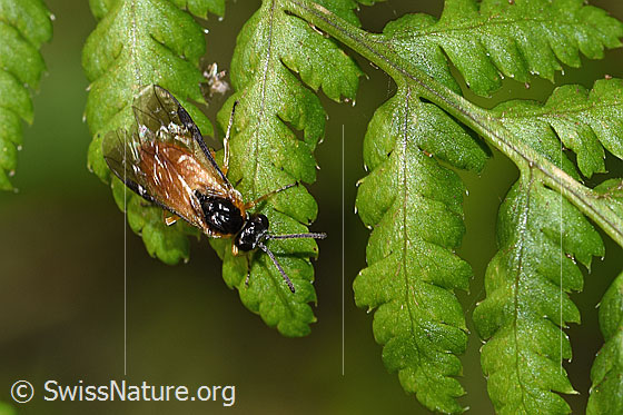 Foto: Wahrscheinlich Athalia circularis (Echte Blattwespe). Länge 7mm. Ansicht von vorne oben.