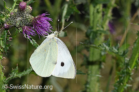 Grosser Kohlweissling (Pieris brassicae) an Sumpf-Kratzdistel (Cirsium palustre)