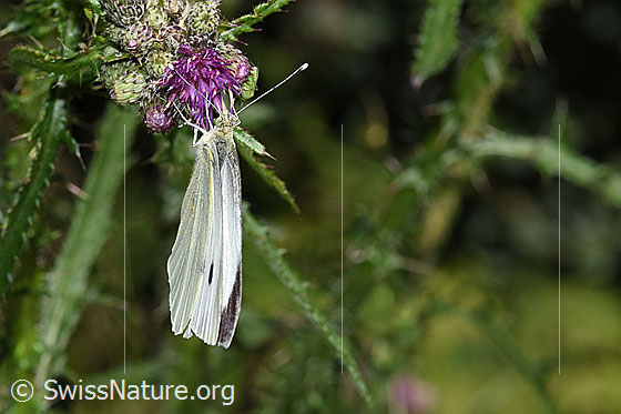 Photo: Pieris brassicae on Cirsium palustre. Male. Wings closed. View from above.