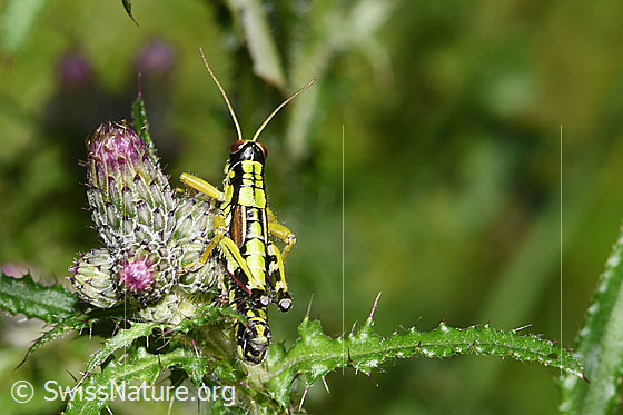Photo: Miramella alpina on Cirsium palustre. Length 16 - 23mm. Male. View from above.