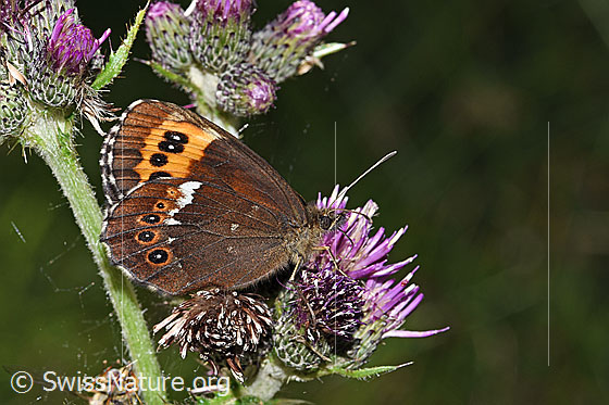 Weissbindiger Mohrenfalter (Erebia ligea) auf Sumpf-Kratzdistel (Cirsium palustre)