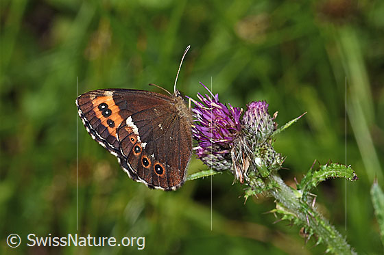Photo: Erebia ligea on Cirsium palustre. Wings closed. View diagonally from behind.