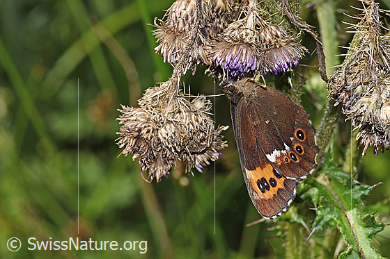 Photo: Erebia ligea on Cirsium palustre). Wings closed. View diagonally from the front.
