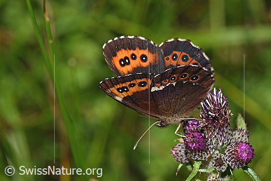 Photo: Erebia ligea on Cirsium palustre. Wings little open. View from the side above.