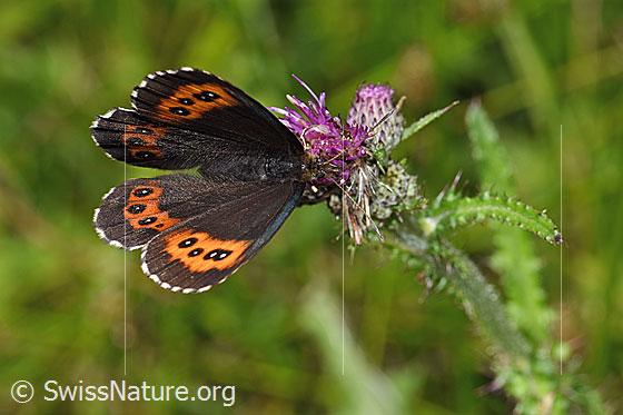 Photo: Erebia ligea on Cirsium palustre. Wings half open. View from above.