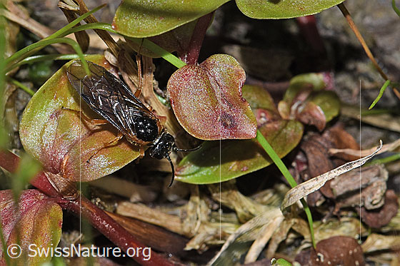 Photo: Monostegia abdominalis. Length 8.5mm. View from above.