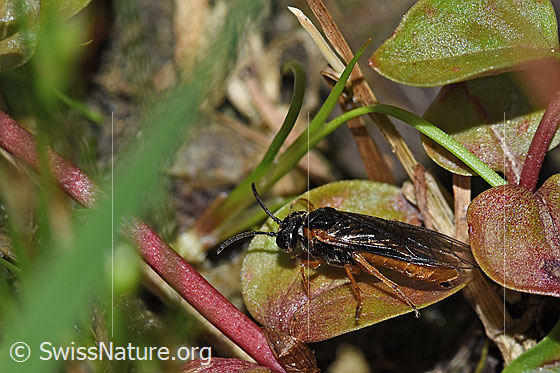 Foto: Monostegia abdominalis (Echte Blattwespe). Länge 8.5mm. Ansicht von der Seite.