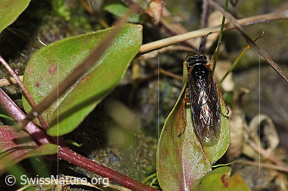 Foto: Monostegia abdominalis (Echte Blattwespe). Länge 8.5mm. Ansicht von oben.
