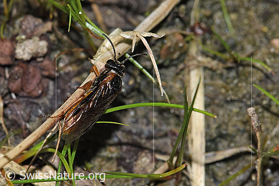 Foto: Monostegia abdominalis (Echte Blattwespe). Länge 8.5mm. Ansicht von schräg oben.