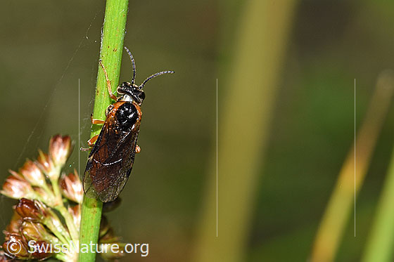 Photo: Monostegia abdominalis. Length 8.5mm. View from above.