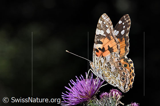 Photo: Vanessa cardui on Cirsium palustre. Wings little open. View diagonally from behind.