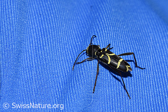 Foto: Schmalfühleriger Widderbock (Clytus lama). Länge 11mm. Wird auch Nadelholz-Widderbock genannt. Ansicht von schräg oben.