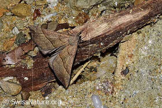 Nessel-Schnabeleule (Hypena proboscidalis)