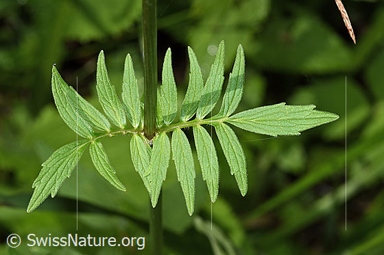 Photo: Valeriana officinalis. Leaves. View from above.