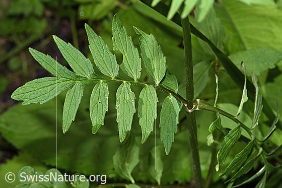 Photo: Valeriana officinalis. Leaves. View from above.
