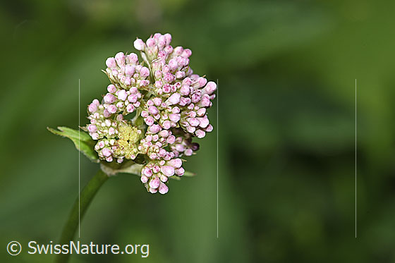 Photo: Valeriana officinalis. Closed blossoms.