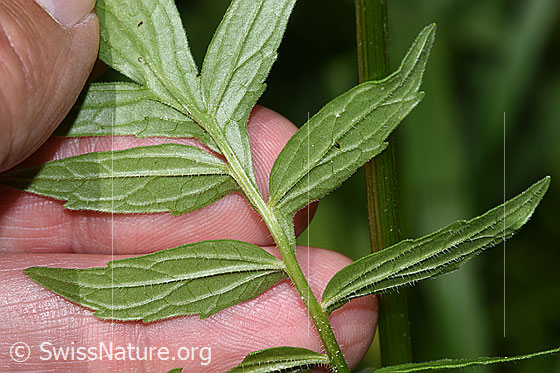 Photo: Valeriana officinalis. Leaf underside.