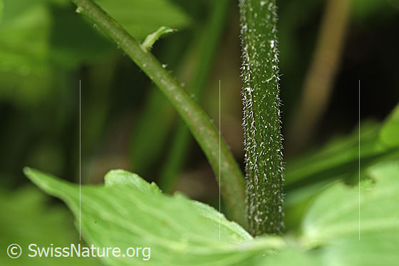 Photo: Valeriana officinalis. Stem.