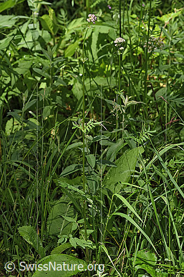 Photo: Valeriana officinalis. Whole plant (habiti).