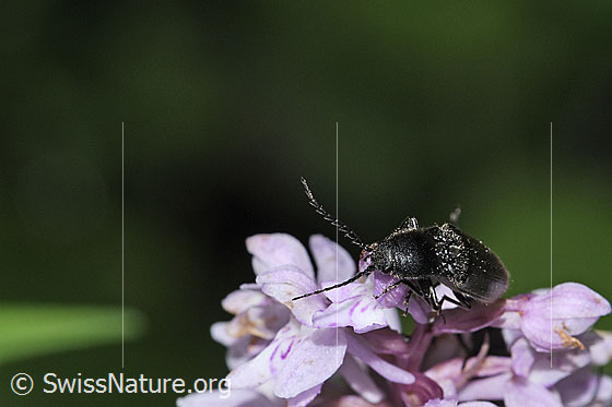 Foto: Schwarzer Rauhaarschnellkäfer (Hemicrepidius niger) auf Fuchs
