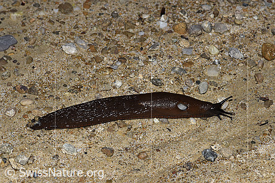 Foto: Wahrscheinlich Spanische Wegschnecke (Arion vulgaris).