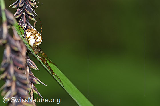 Photo: Probably Metellina mengei. On blade of grass when stretched. View from the side.