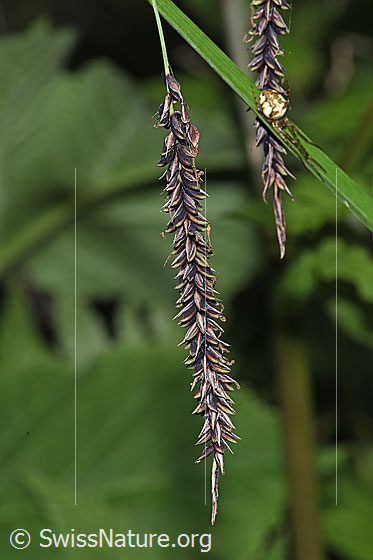 Foto: Schlaffe Segge (Carex flacca). Weibliche Ähre.