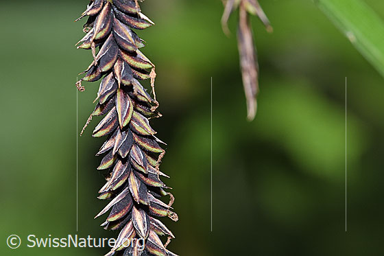 Foto: Schlaffe Segge (Carex flacca). Ausschnitt weibliche Ähre.