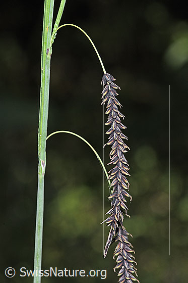 Schlaffe Segge (Carex flacca)