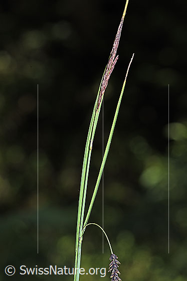 Foto: Schlaffe Segge (Carex flacca). Stängel und Ähren.