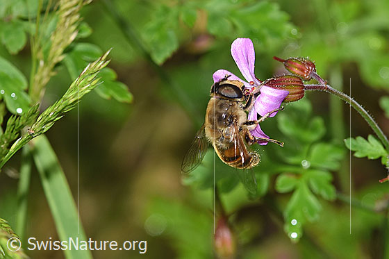 Photo: Eristalis tenax on Geranium robertianum