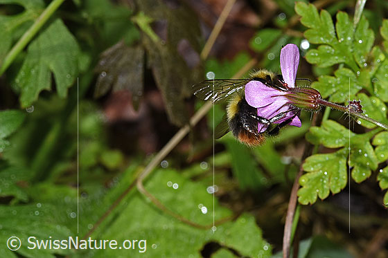 Photo: Bombus pratorum on Geranium robertianum. Length 9 - 17mm. View from behind.