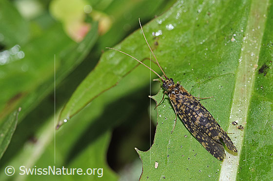 Foto: Köcherfliege (Trichoptera). Ansicht von oben.