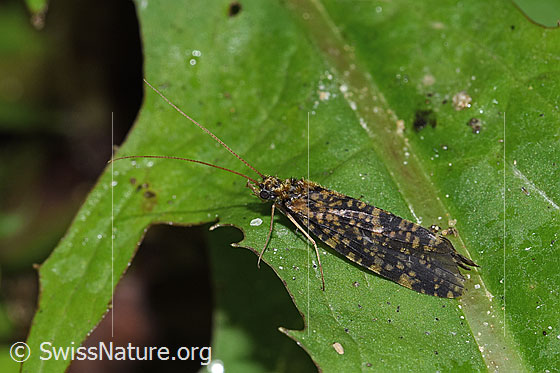 Köcherfliege (Trichoptera)