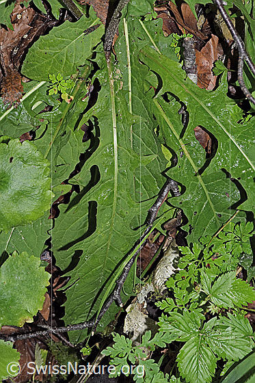 Photo: Crepis paludosa. Leaves.