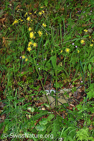 Photo: Crepis paludosa. Whole plant (habiti).