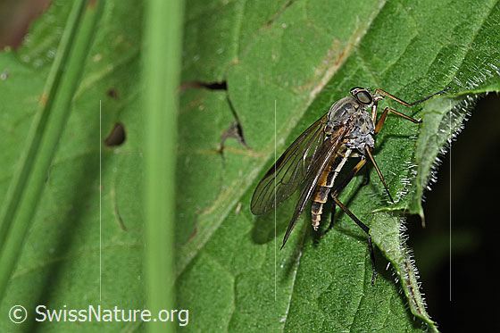 Rhagio notatus (Schnepfenfliege)