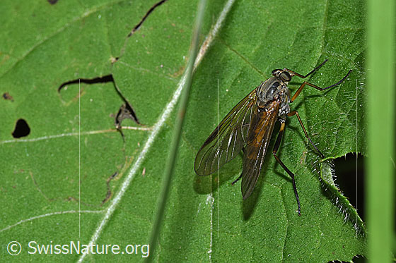 Foto: Rhagio notatus (Schnepfenfliege). Länge 14mm. Weibchen. Ansicht von schräg oben.