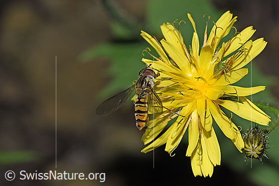 Foto: Hainschwebfliege (Episyrphus balteatus) auf Sumpf-Pippau (Crepis paludosa). Flügel halb geöffnet. Ansicht von oben.